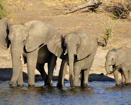 El gobierno de Botsuana defiende el comercio con marfil de elefante