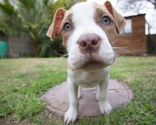 Más de 400 perros son abandonados cada día en España