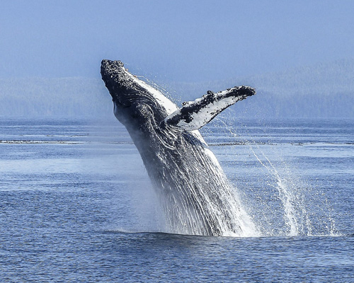 Las ballenas, arma contra el cambio climático