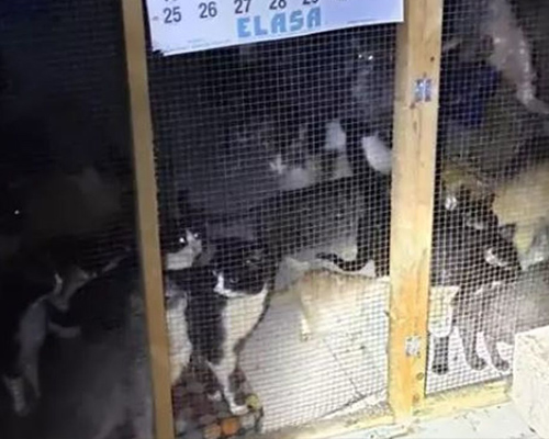Intervienen una protectora con 50 gatos hacinados en Arganda del Rey