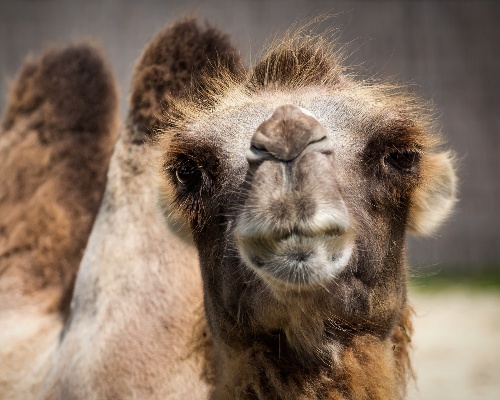 Francotiradores de Australia sacrificarán 10.000 camellos