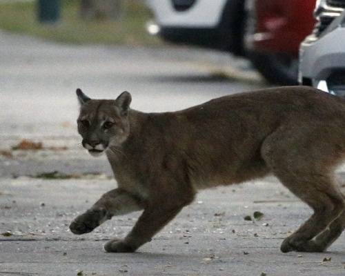 Pumas pasean por una desierta Santiago de Chile