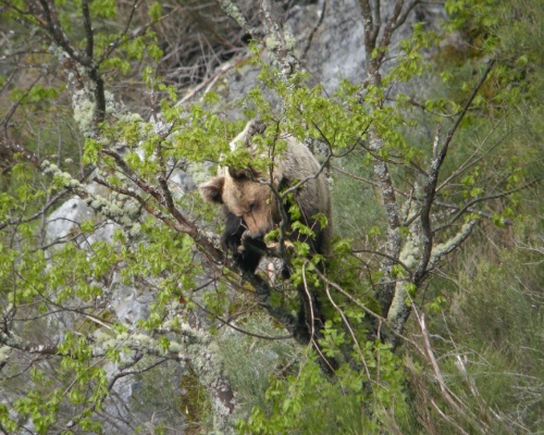 No persigas a un oso pardo para hacerle fotos