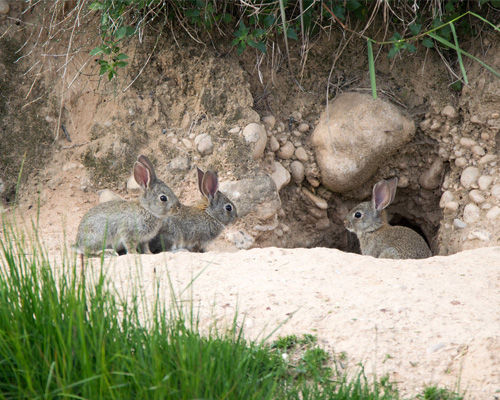 ADIF sepulta a cientos de conejos en Andalucía