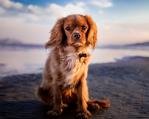 Almería estrena la playa para perros más grande de la provincia