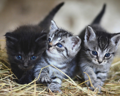 Veterinarios recomiendan vacunar a gatos contra la COVID-19