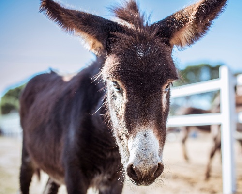 La Asociación Amigos del Burro pierde casi la totalidad de sus ayudas