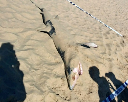 Un tiburón aparece varado en Guardamar del Segura