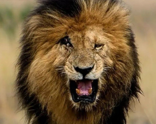 Muere Scarface, el león más famoso de Kenia