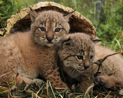 Nacen nueve cachorros de lince en La Olivilla