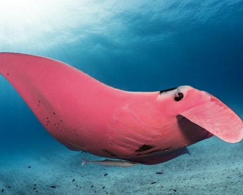 ¿Por qué es de color rosa esta mantarraya?