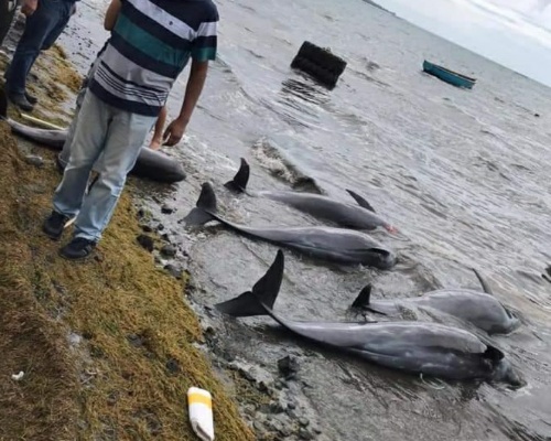 Mauricio, cementerio de cetáceos desde el vertido