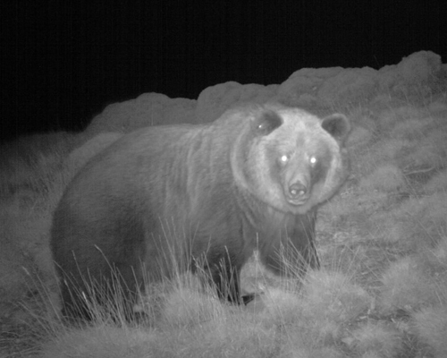 Matan a disparos a dos hembras de oso pardo en un solo día