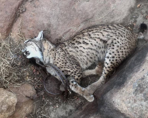 Cuatro linces mueren a manos de cazadores