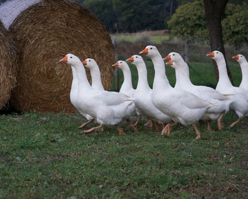 Madrid confirma un primer brote de gripe aviar en Móstoles