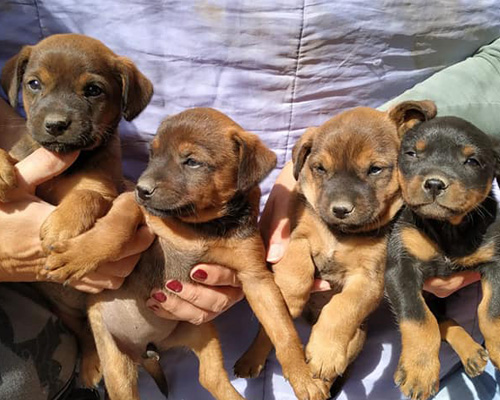 Estos cachorros abandonados buscan hogar