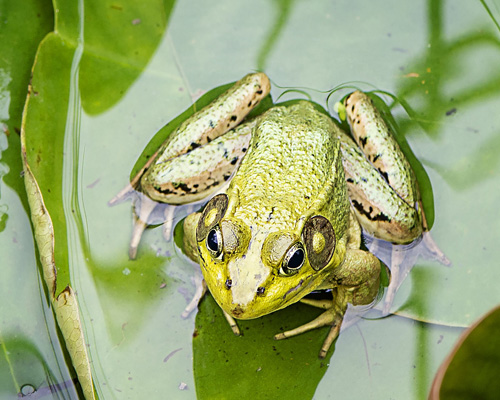 Científicos logran que una rana regenere una pata perdida