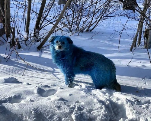 ¿Por qué son de color azul estos perros de Rusia?