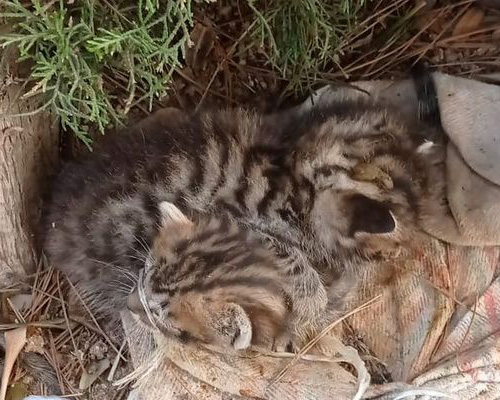 Se busca a quienes abandonaron a seis gatos con los hocicos atados