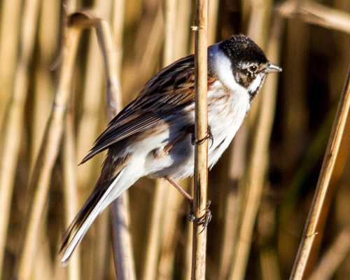 Última alerta para otro pájaro que se extingue