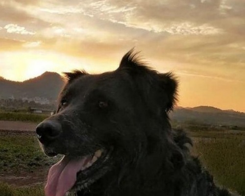 Un cazador mata a un perro de un disparo en Barcelona