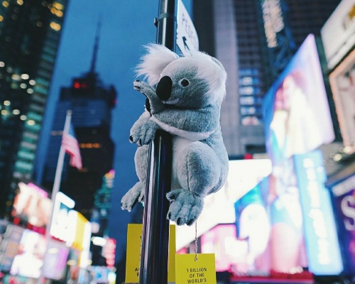 Los koalas solidarios conquistan Nueva York