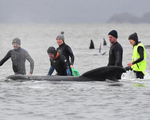 380 ballenas piloto mueren varadas en el sur de Australia