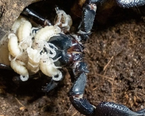 Nacen crías del escorpión más grande del mundo en Valencia