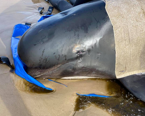 Ascienden a más de 470 las ballenas varadas en Australia