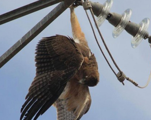 Denuncian la muerte de casi 1.000 aves en tendidos eléctricos de Murcia