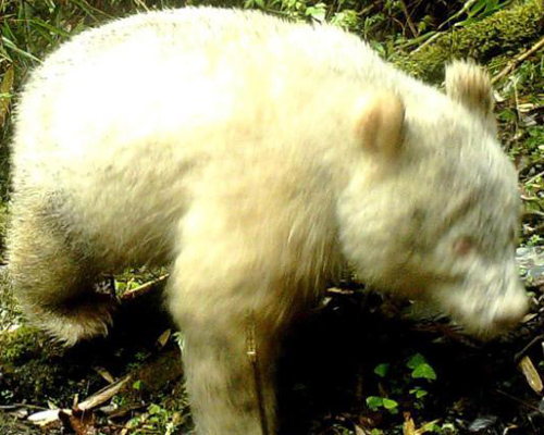 Avistado por primera vez un oso panda albino