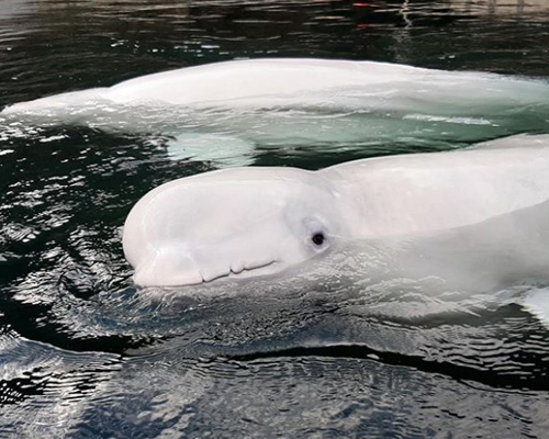 El emotivo regreso a mar abierto de dos belugas rehabilitadas