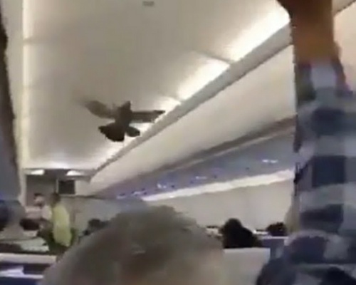 Dos palomas provocan el caos en un avión