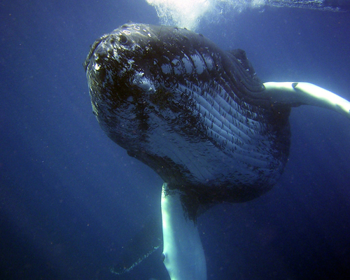Las diez curiosidades de la ballena jorobada