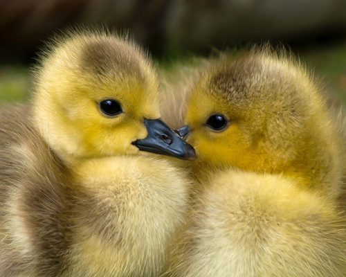 Nueva York pone fin a la venta de foie gras