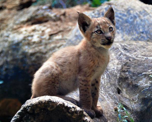 Nacen ocho crías de lince en una semana