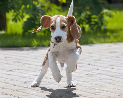 El placer de pasear con tu perro por el campo sin miedo