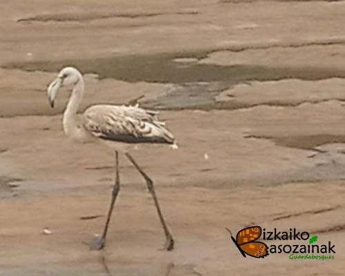 Los flamencos visitan por primera vez la costa vasca