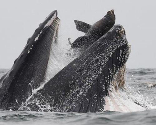 Una ballena jorobada engulle por error a un lobo marino