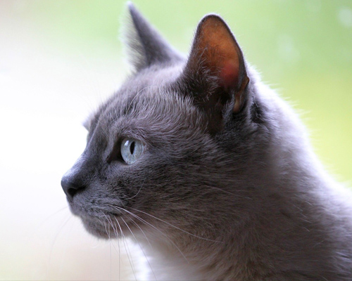 Detenido por publicar en redes sociales cómo mataba a un gato