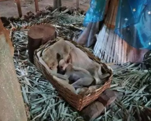 Un perro callejero en un pesebre consigue un hogar