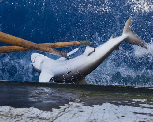Barcos españoles capturan miles de tiburones en la UE
