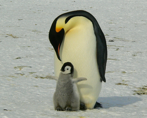 El pingüino emperador de Antártida, tres años sin crías