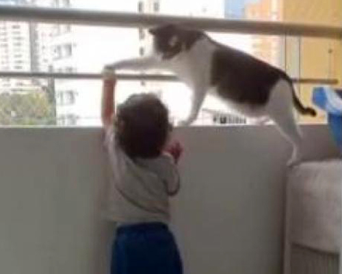 Un gato protege a un bebé de caer por la terraza