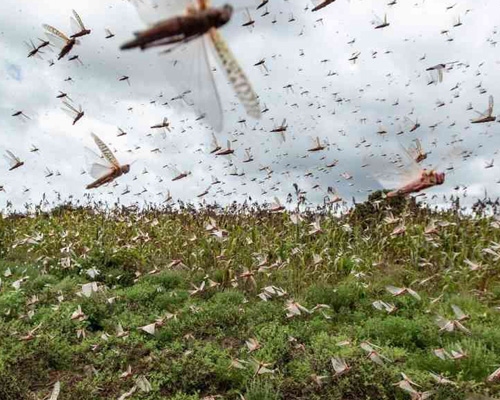 Una plaga de langostas recorre Argentina y amenaza Brasil