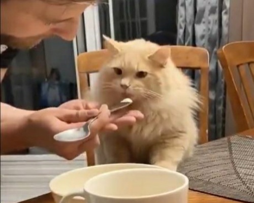 La reacción de una gata que prueba helado por primera vez