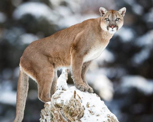 Raquel del Rosario salva a su hijo del ataque de un puma