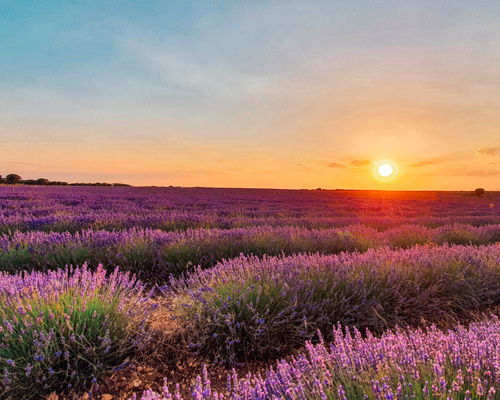 El violeta que tiñe la Alcarria