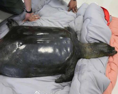 Muere la última hembra de una especie de tortuga del Yangtzé