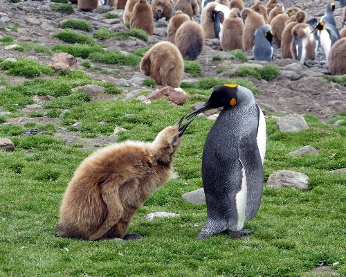 ¿Dónde están los pingüinos rey desaparecidos?